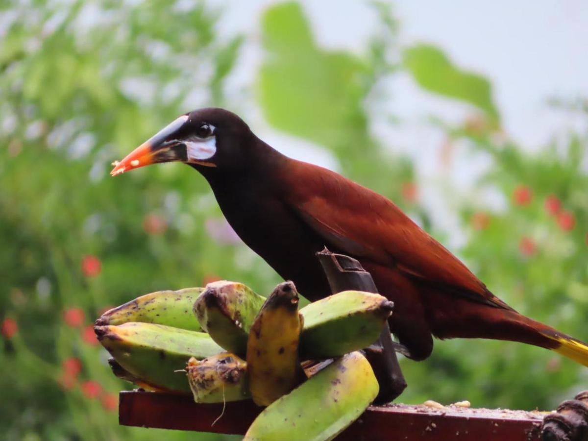 La Ceiba Tree Lodge Tilaran Bagian luar foto