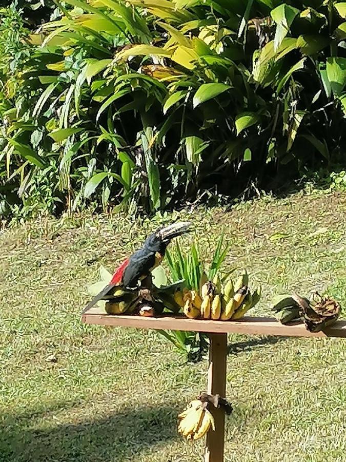 La Ceiba Tree Lodge Tilaran Bagian luar foto