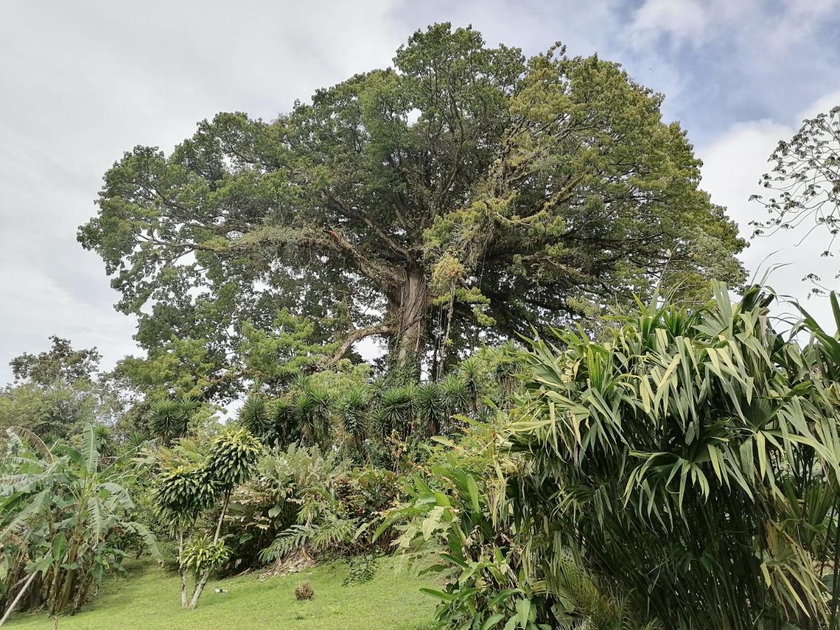 La Ceiba Tree Lodge Tilaran Bagian luar foto