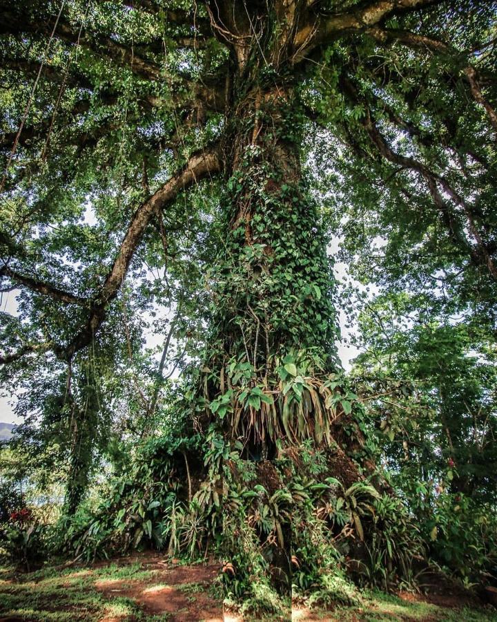 La Ceiba Tree Lodge Tilaran Bagian luar foto