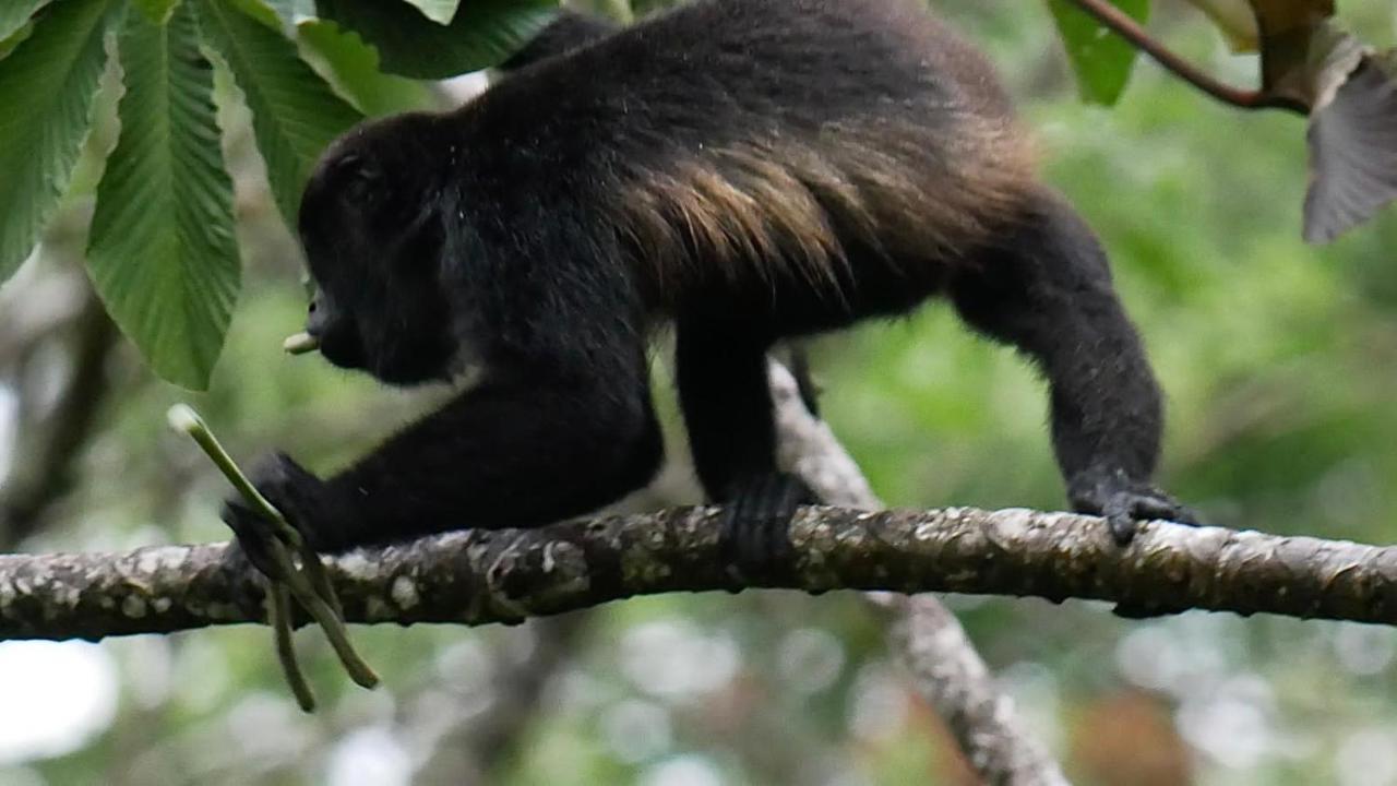 La Ceiba Tree Lodge Tilaran Bagian luar foto