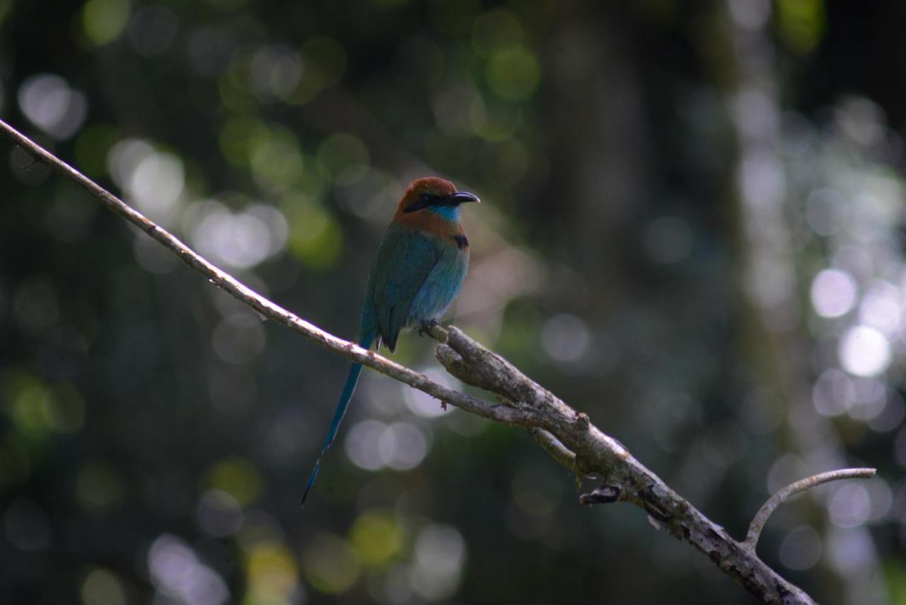 La Ceiba Tree Lodge Tilaran Bagian luar foto